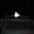 14 Cat on a hot car roof